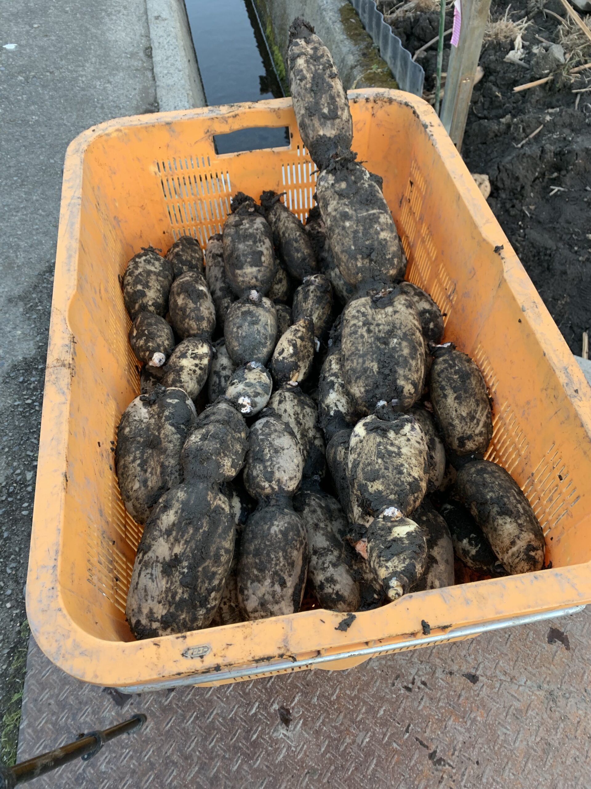 収穫された岩国れんこん