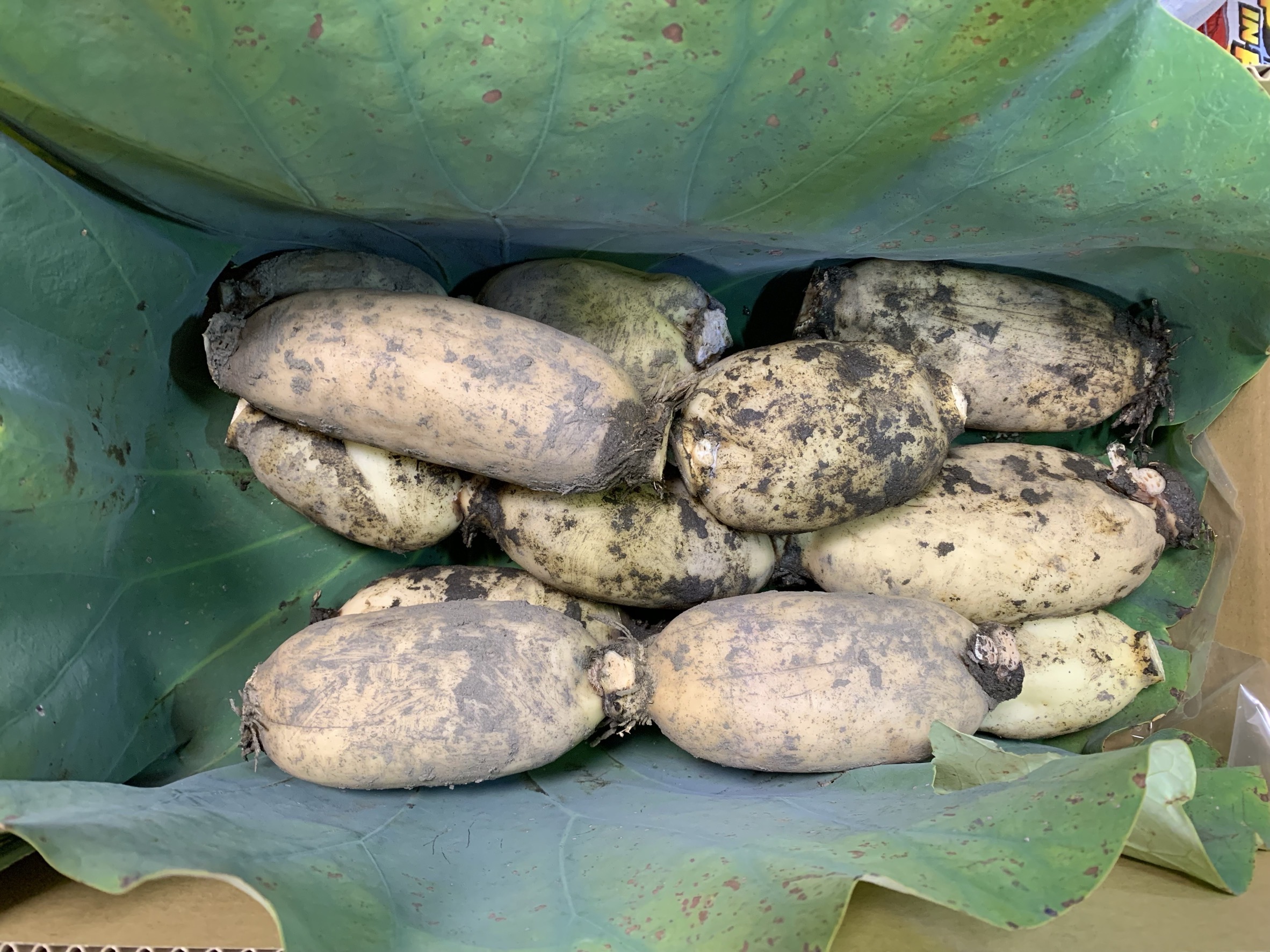 ご贈答用 Lサイズ