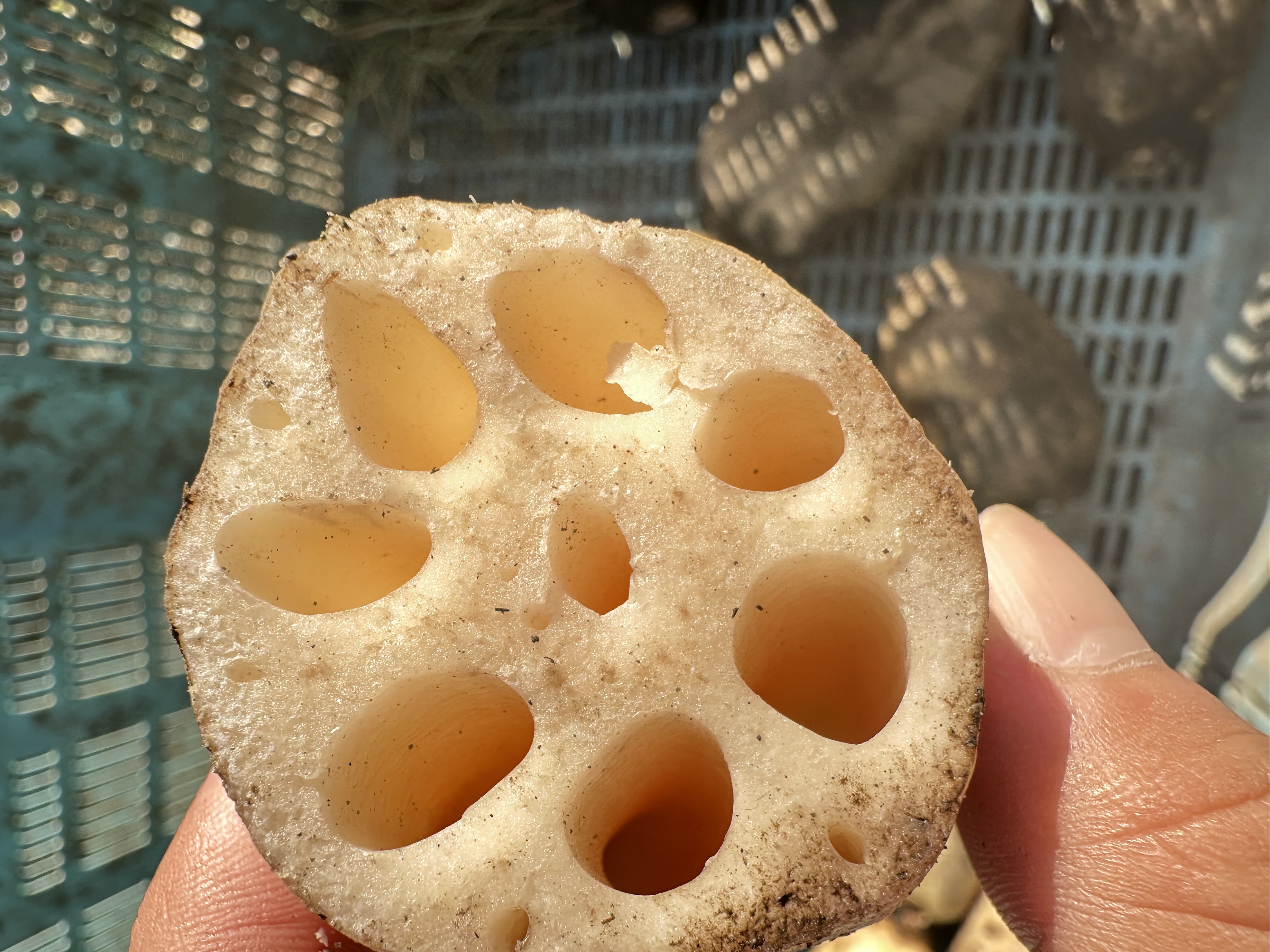 岩国レンコンの断面 穴が少ない個体