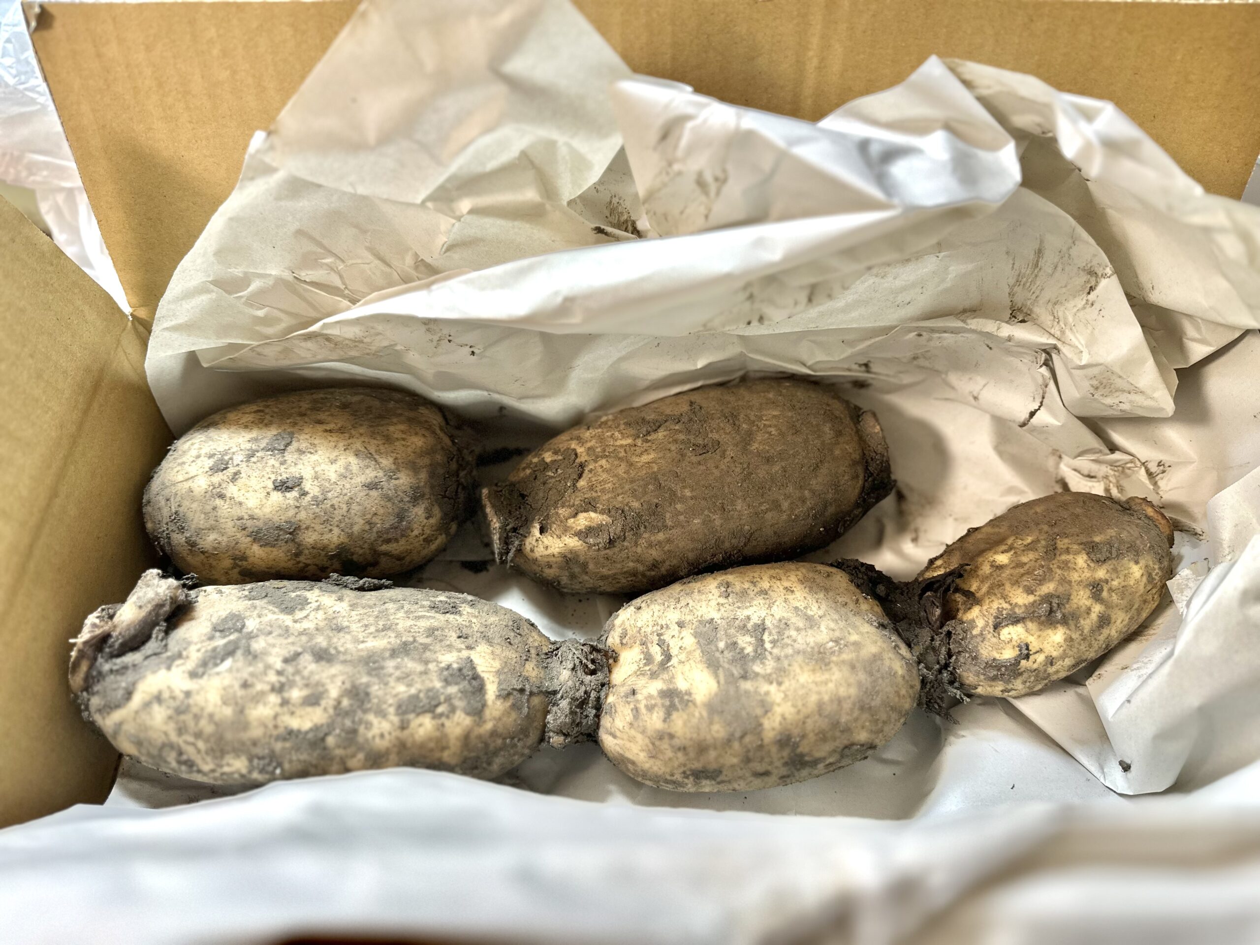 農家直送の泥付き岩国れんこん