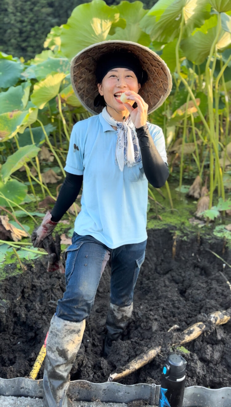 岩国市の蓮田の風景