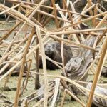 岩国れんこんの蓮田に現れた外来生物ヌートリア