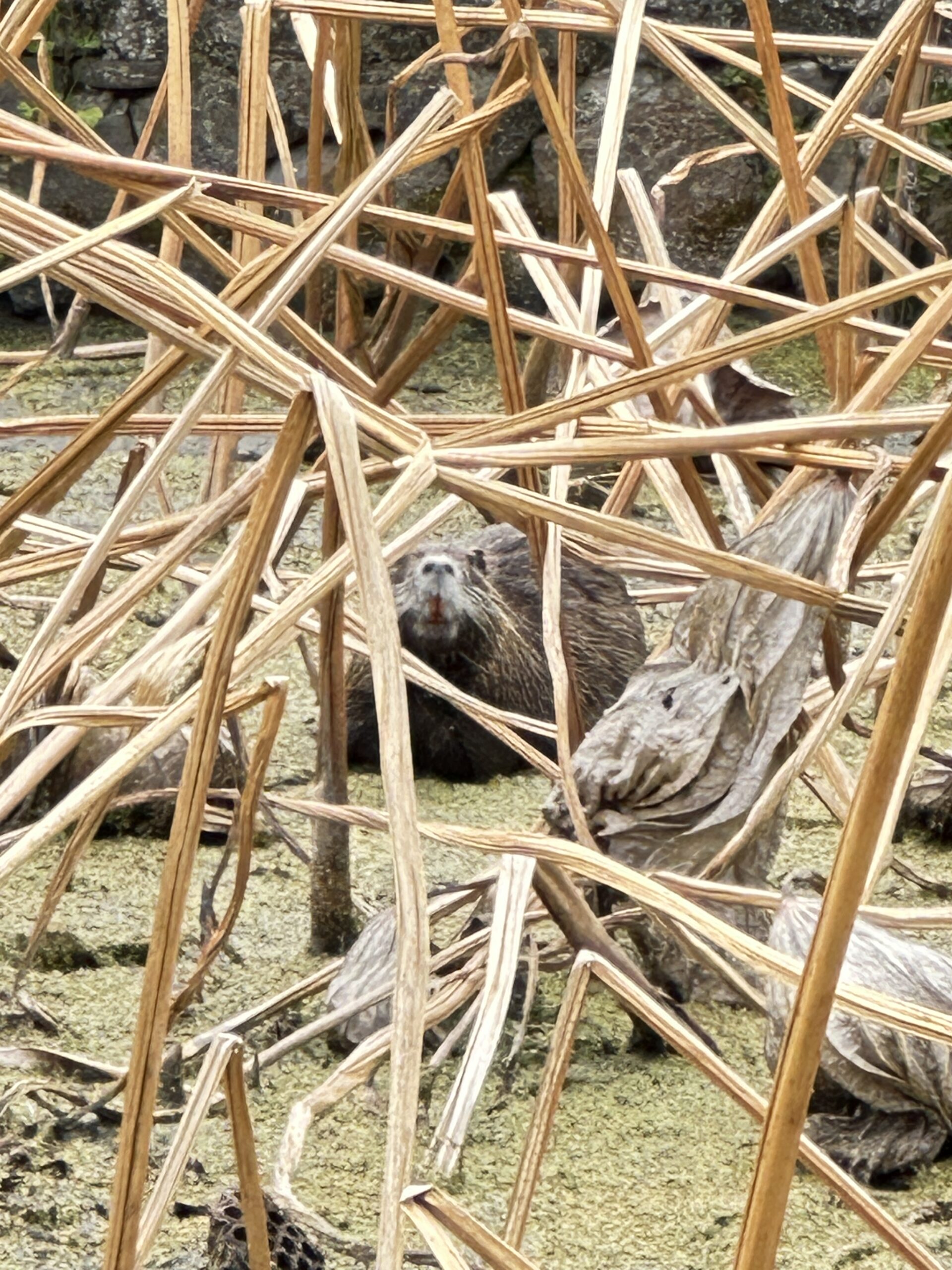 岩国れんこんの蓮田に現れた外来生物ヌートリア