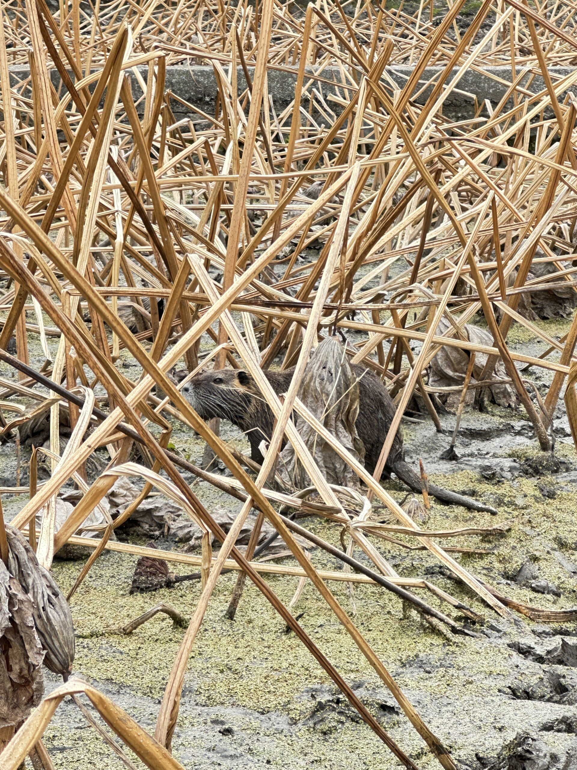 蓮田の泥の上を歩くヌートリアの被害