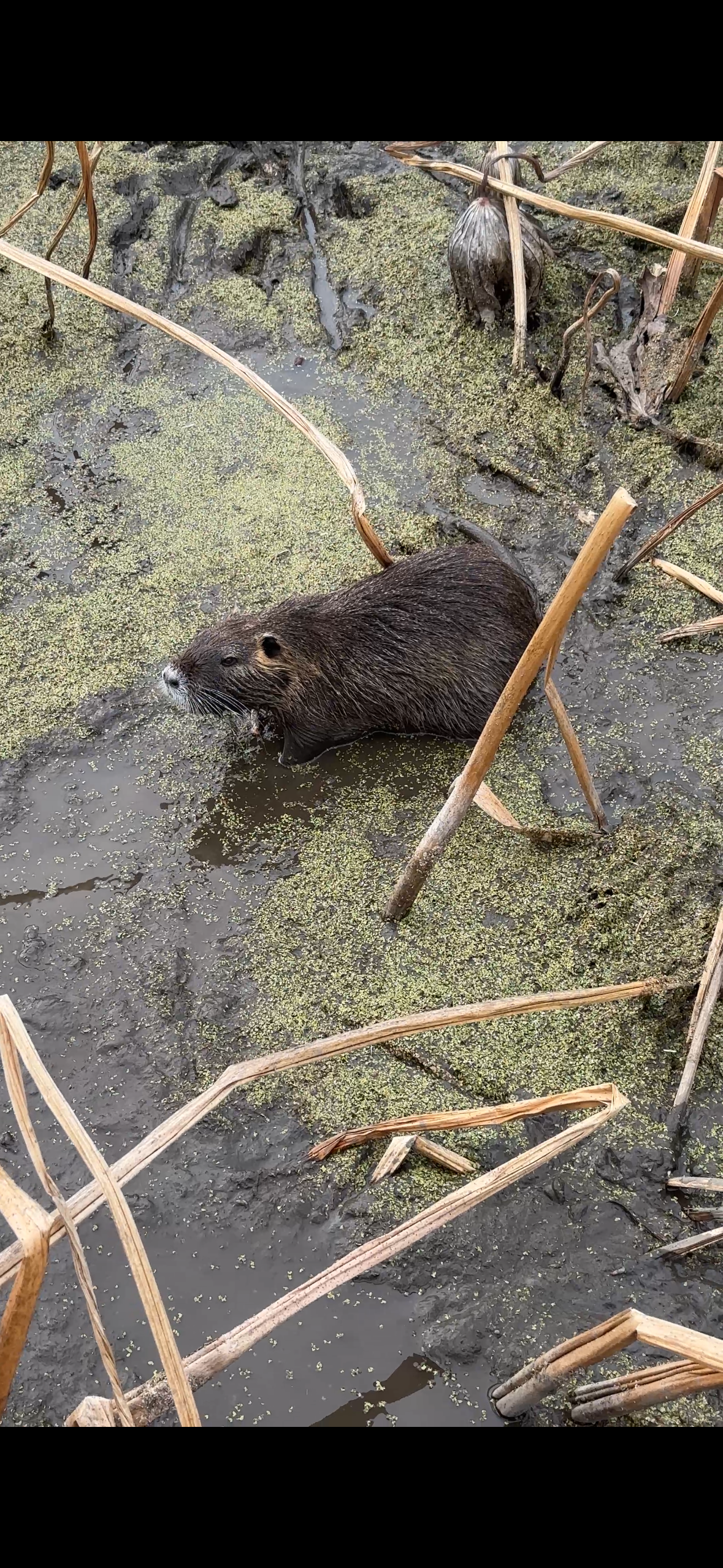 岩国れんこんを狙って水辺にいるヌートリア