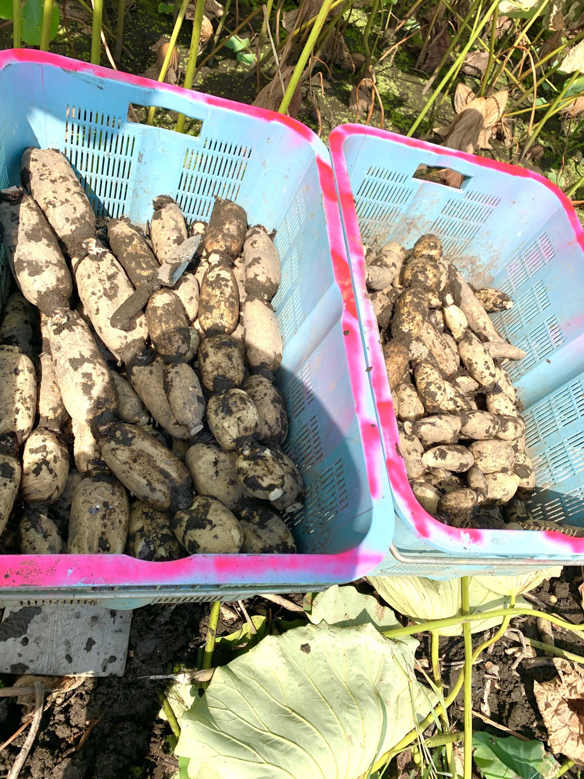 収穫した泥付き岩国れんこん