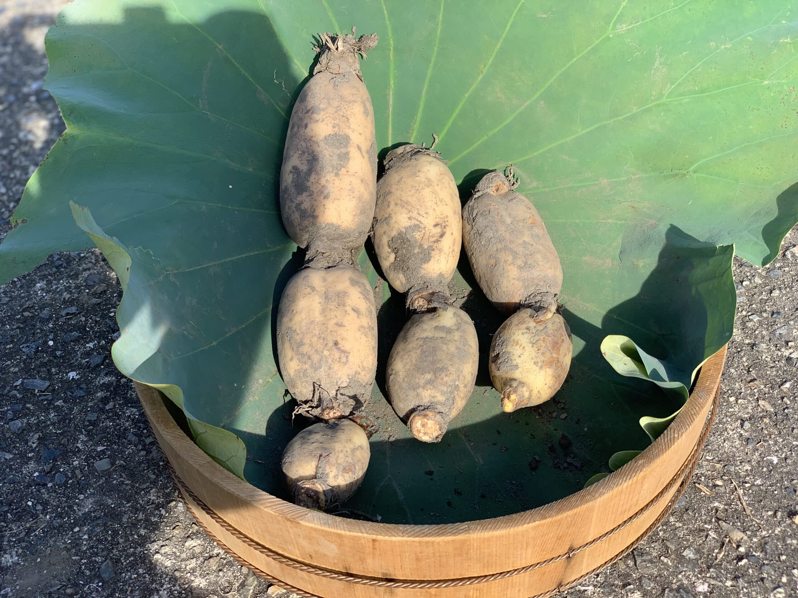 サイズおまかせ お試し1kg